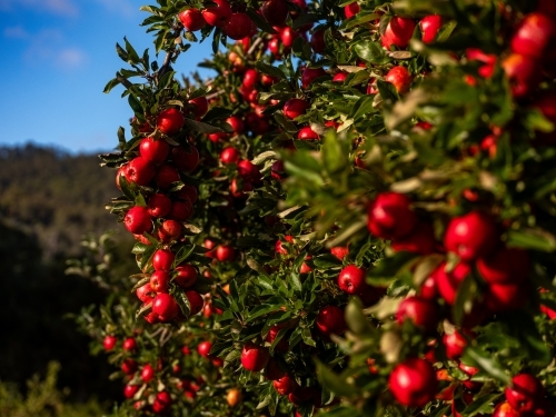 Shiny Red Apples on Apple Trees in an fruit Orchard on a sunny morning - Australian Stock Image