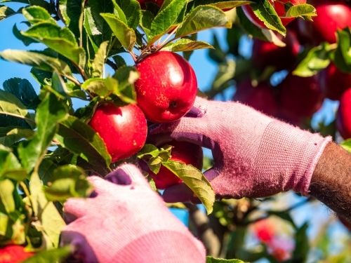 Shiny red apples picked from the tree by a fruit picker - Australian Stock Image