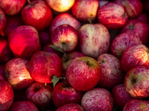 Shiny Red Apples piled up filling frame - Australian Stock Image