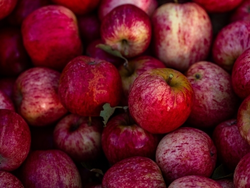 Shiny Red Apples piled up in a fruit bin - Australian Stock Image