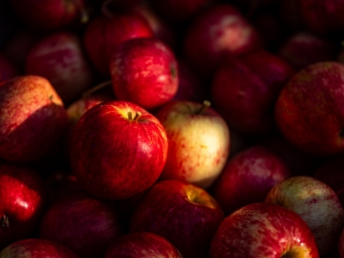 Shiny Red Apples piled up in a fruit bin during harvest - Australian Stock Image