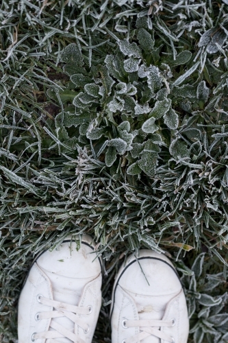 shoes on frosty grass