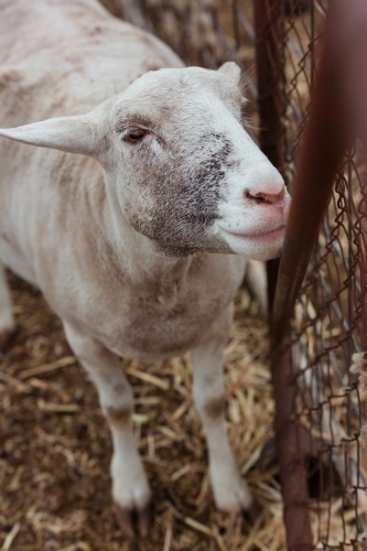 Shorn Sheep looking through fence