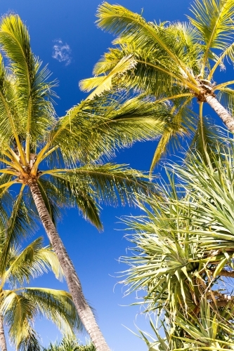 Shot upwards of palm trees against a clear sky - Australian Stock Image