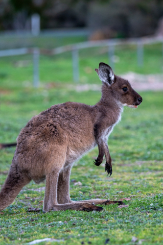 Side profile of a kangaroo grazing the grassy field - Australian Stock Image