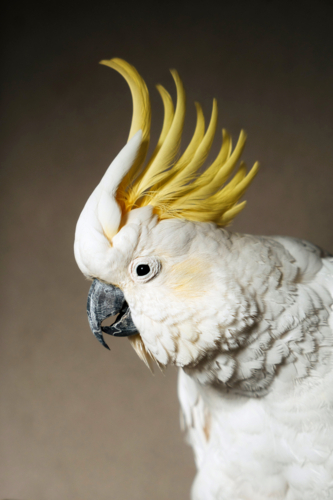 Side profile of a sulphur-crested cockatoo - Australian Stock Image