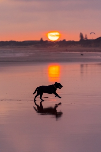 Silhouette of a dog running on a beach and a colourful sunset