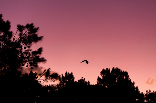 silhouette of a flying fox flying between trees at dusk - Australian Stock Image