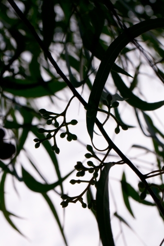 Silhouette of gum leaves and nuts hanging from a tree - Australian Stock Image