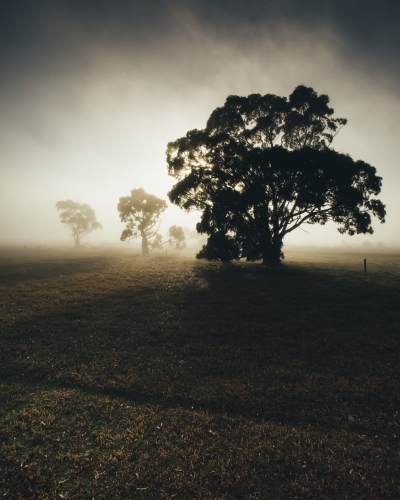 Silhouette of gum trees in a remote rural landscape on a misty morning - Australian Stock Image