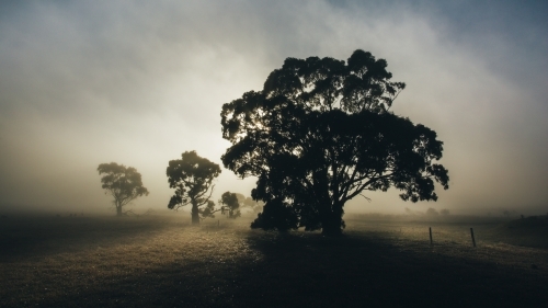 Silhouette of gum trees in rural landscape on an early misty morning - Australian Stock Image