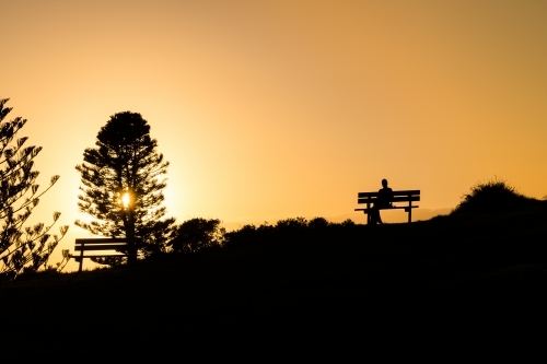 silhouette of sunrise through pines at the beach - Australian Stock Image