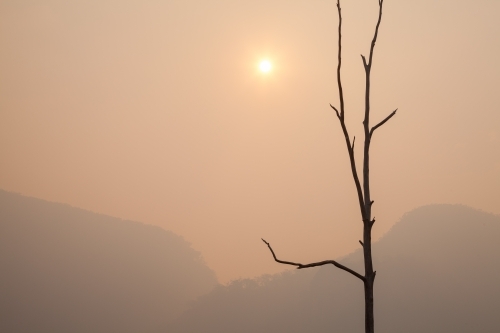 Silhouette of tall dead tree against orange smokey sky and weak sun - Australian Stock Image