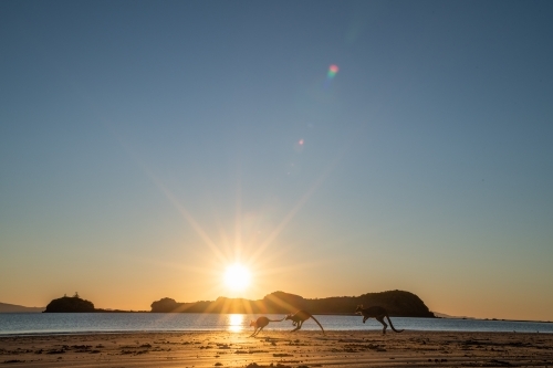 Silhouette shot of wallabies on a beach during sunset/sunrise - Australian Stock Image