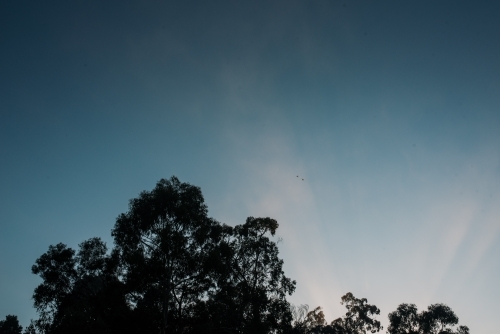 Silhouette trees at sunrise - Australian Stock Image