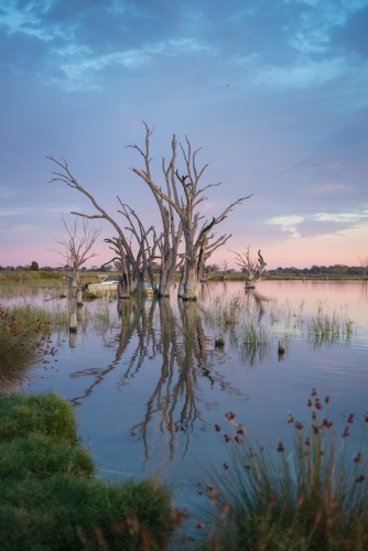 Silhouette trees on lake river at sunrise - Australian Stock Image