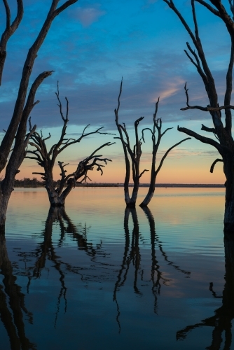 Silhouette trees on lake river at sunrise - Australian Stock Image