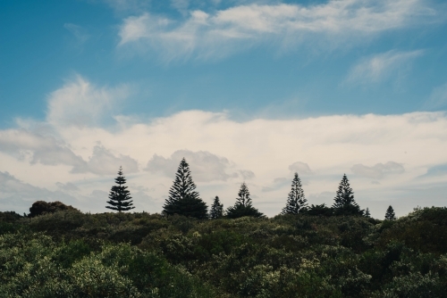 Silhouette trees with a blue sky - Australian Stock Image