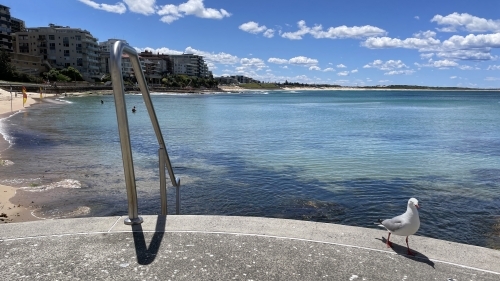 Silver Gull at Cronulla Beach - Australian Stock Image