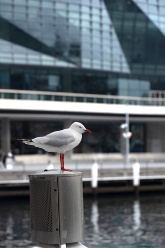 Silver Gull on a post in Darling Harbour with out of focus background - Australian Stock Image