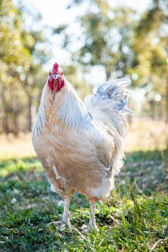 Silver white rooster in chook yard - Australian Stock Image