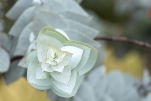 silvery green gum leaves with new growth - Australian Stock Image
