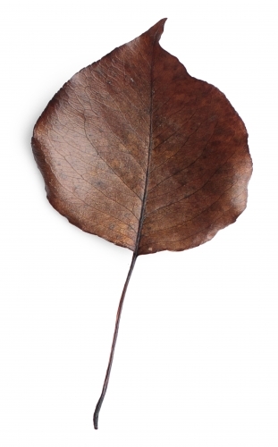 Single autumn leaf on blank background - Australian Stock Image