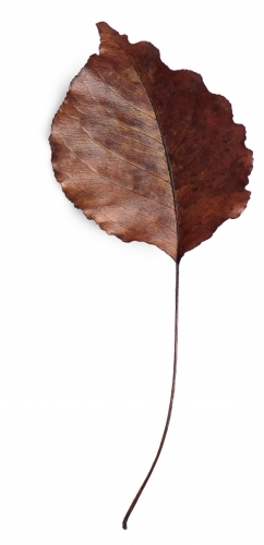 Single autumn leaf on blank background - Australian Stock Image