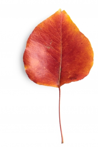 Single autumn leaf on blank background - Australian Stock Image