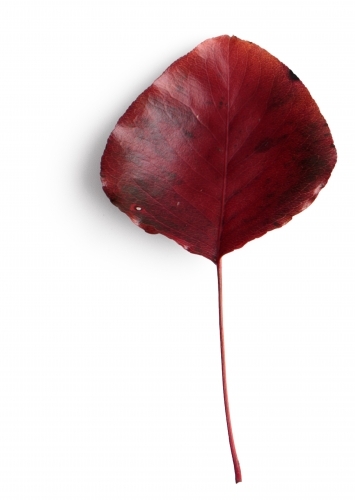 Single autumn leaf on blank background - Australian Stock Image