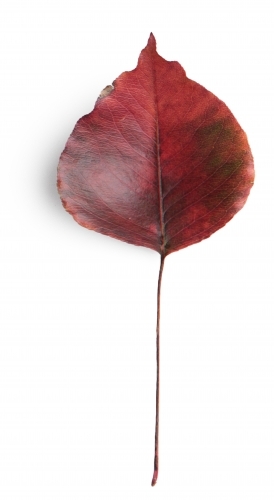 Single autumn leaf on blank background - Australian Stock Image