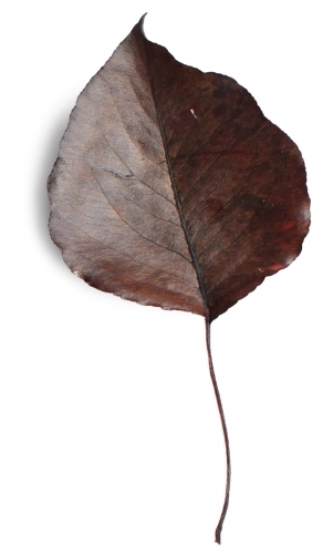 Single autumn leaf on blank background - Australian Stock Image