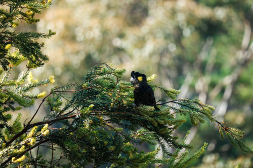 Single black cockatoo perched in foliage - Australian Stock Image