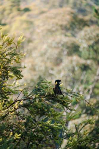 Single black cockatoo perched in foliage - Australian Stock Image