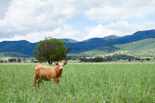 Single calf in paddock of long green grass - Australian Stock Image