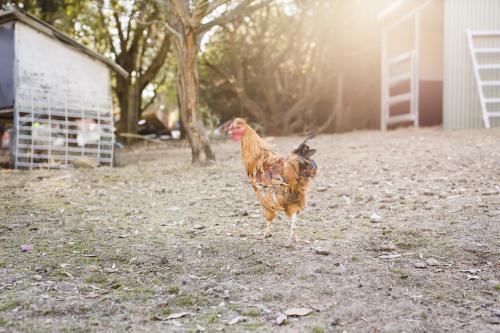 Single chicken in free range yard - Australian Stock Image