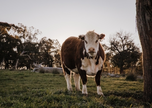 Single cow during late afternoon standing in a grass field - Australian Stock Image
