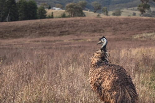 Single emu standing in rural landscape - Australian Stock Image