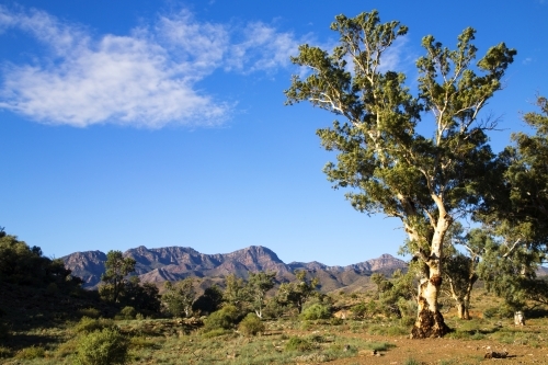 Single gum tree with ranges in background - Australian Stock Image