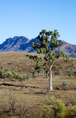 Single gum tree with ranges in background, vertical - Australian Stock Image