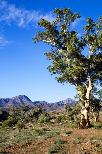 Single gum tree with ranges in background, vertical - Australian Stock Image