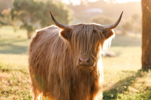 Single highland cow in field in golden afternoon sun - Australian Stock Image