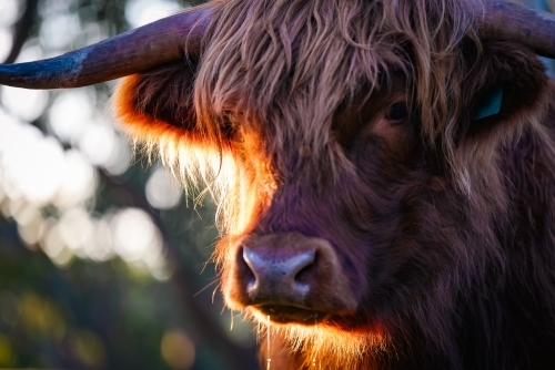 Single highland cow standing in field in golden afternoon sun, close up of face - Australian Stock Image