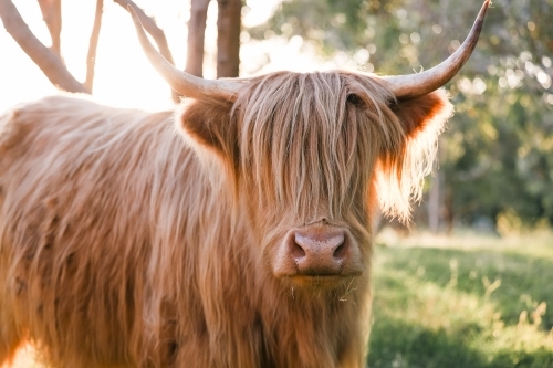 Single highland cow standing in field in golden afternoon sun close up of face - Australian Stock Image
