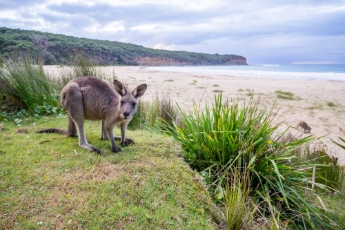 Single kangaroo looking at camera on Pebbly Beach - Australian Stock Image