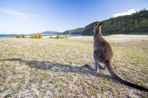 Single kangaroo on Pebbly Beach - Australian Stock Image