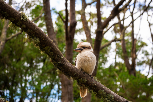 Single kookaburra perched on branch in tree - Australian Stock Image