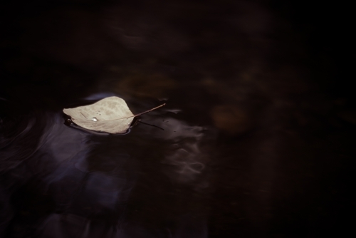 Single leaf floating on a dark pool - Australian Stock Image