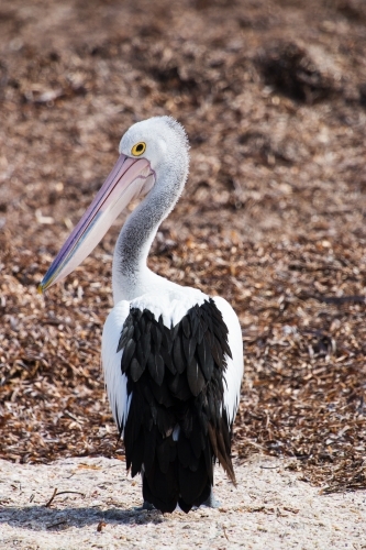 Single pelican on beach with seaweed - Australian Stock Image