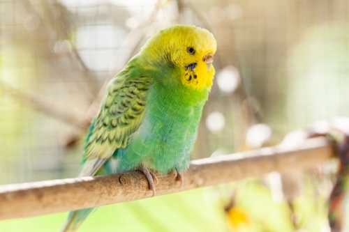 Single pet common parakeet in cage outside - Australian Stock Image